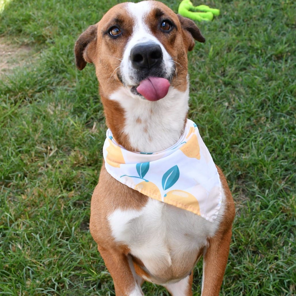 Photo of Sienna, adoptable Mixed Breed (Medium) in Beaumont, Texas