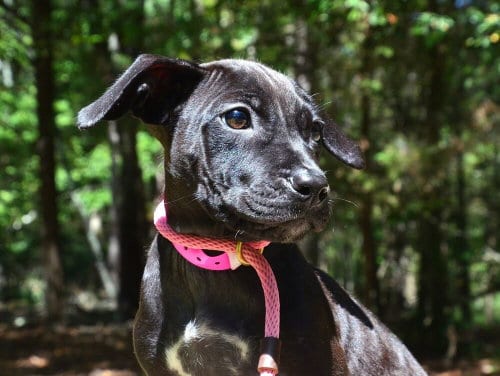 Photo of Echo, adoptable Pit Bull Terrier in Willingboro, New Jersey