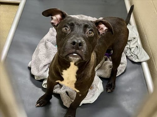 Photo of Milo, adoptable Pit Bull Terrier in Chapel Hill, North Carolina