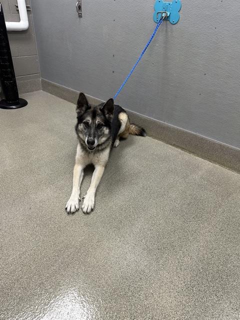 Photo of Sky, adoptable German Shepherd Dog in Las Vegas, Nevada