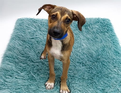 Photo of BO, adoptable Australian Kelpie in Ft Lauderdale, Florida