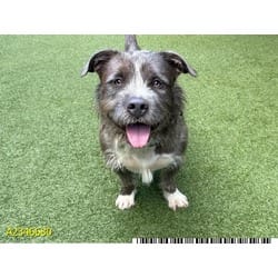 Photo of Mitch, adoptable Mixed Breed (Medium) in West Palm Beach, Florida