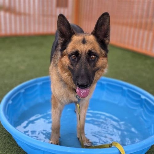 Photo of Miles, adoptable German Shepherd Dog in Las Vegas, Nevada
