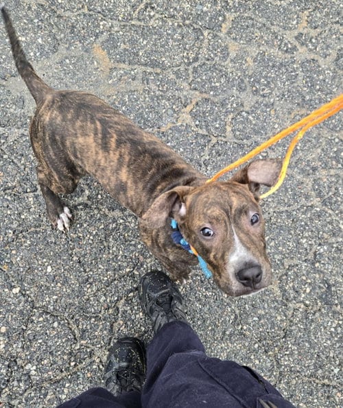 Photo of PR 49 Lambo, adoptable Pit Bull Terrier in Glen Allen, Virginia