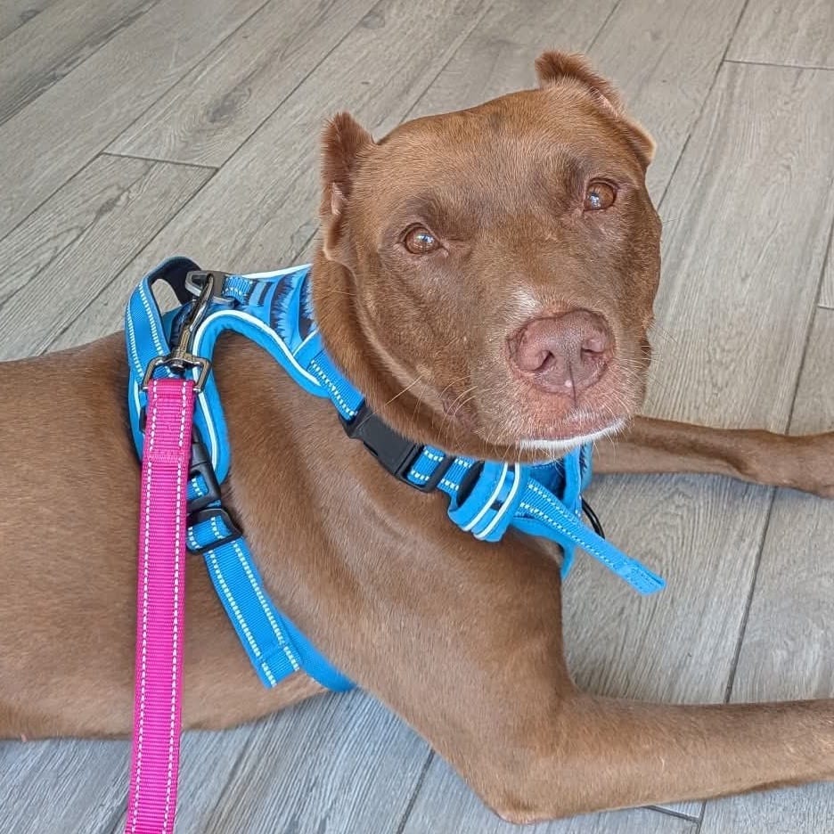 Photo of Mochachino, adoptable Terrier, American Staffordshire / Mixed Breed (Medium) in Whitestone, New York