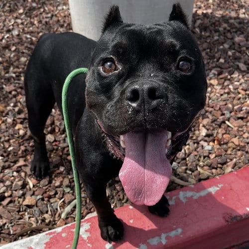 Photo of Chevy, adoptable American Pit Bull Terrier in Mesa, Arizona