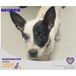 Photo of Georgie, adoptable Australian Cattle Dog in Eighty Four, Pennsylvania