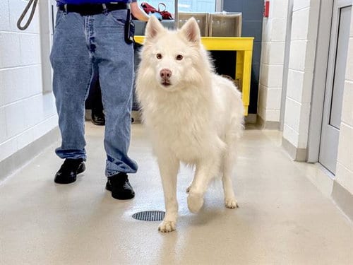 Photo of Kai, adoptable Husky in Haw River, North Carolina