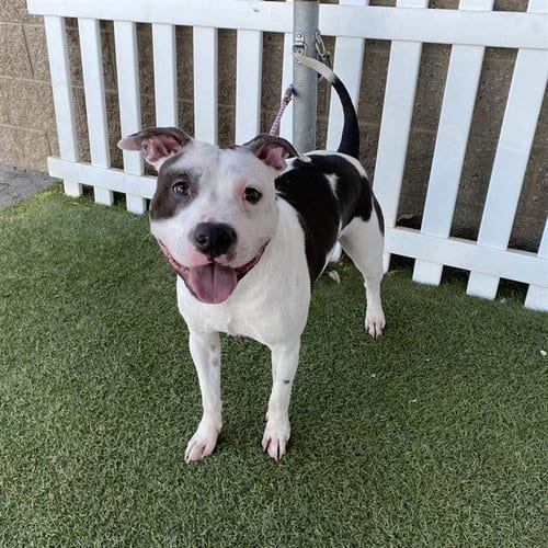 Photo of A614752, adoptable Pit Bull Terrier in Modesto, California
