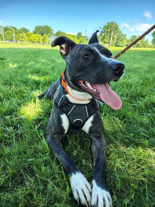 Photo of Dodger, adoptable Terrier in Utica, New York