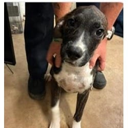 Photo of Thor, adoptable Mixed Breed (Medium) in Georgetown, Delaware