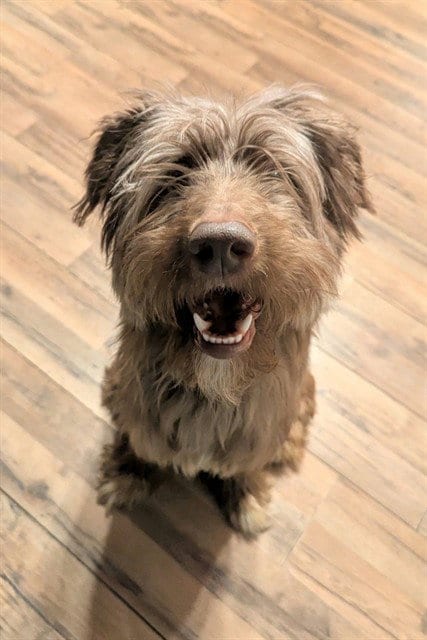Photo of Jose, adoptable Poodle (Standard) in Fairbanks, Alaska