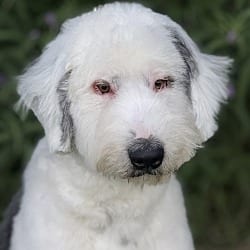 Photo of Barnaby, adoptable Old English Sheepdog in Valley Glen, California
