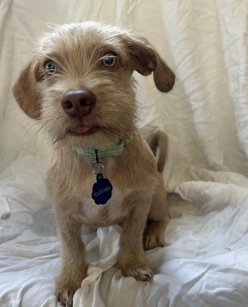 Photo of Custard, adoptable Terrier in Pipe Creek, Texas