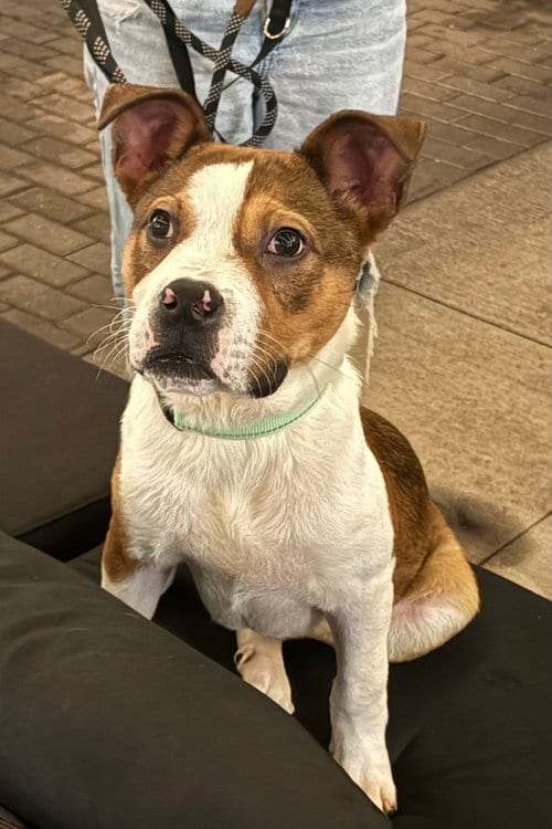 Photo of Smiley, adoptable Terrier in Andover, Minnesota