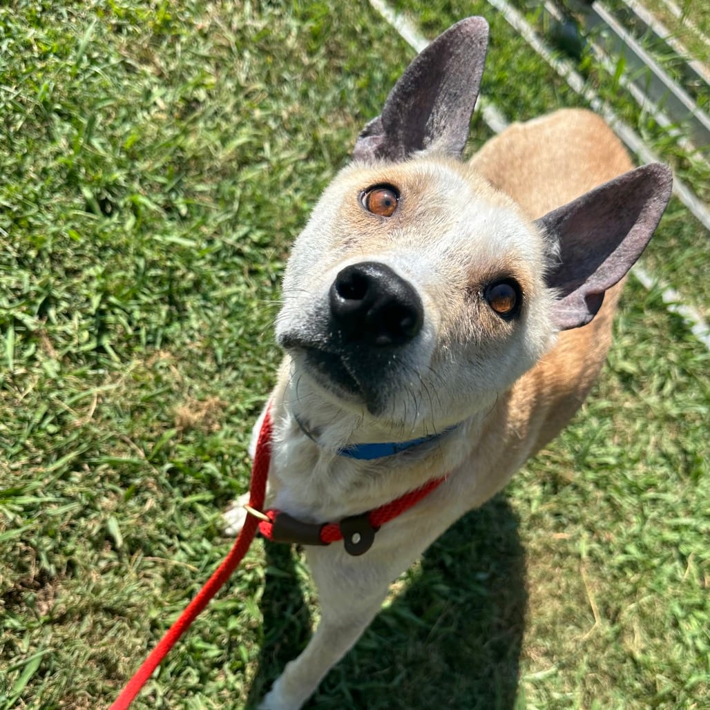 Photo of Mush, adoptable Mixed Breed (Medium) in Chattanooga, Tennessee