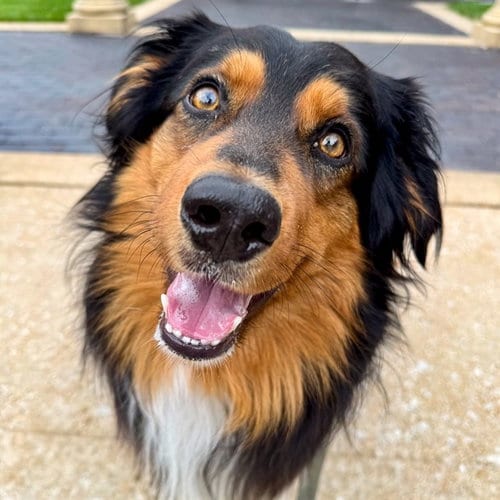 Photo of Bandit, adoptable Australian Shepherd in St Louis, Missouri