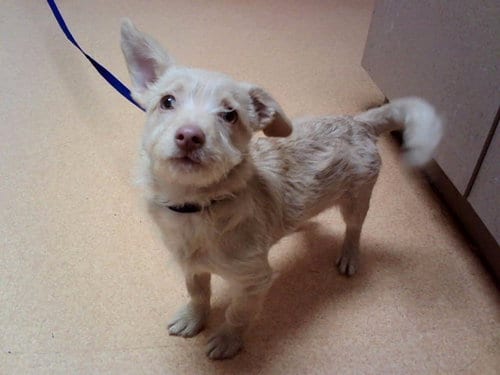 Photo of Percy, adoptable Terrier in Martinez, California