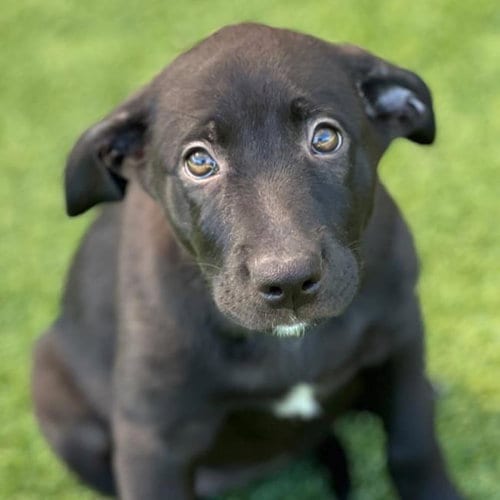 Photo of Juice Box Pup - Ssips, adoptable Labrador Retriever in San Diego, California