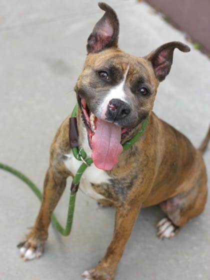 Photo of Casey, adoptable dog in Chamblee, Georgia