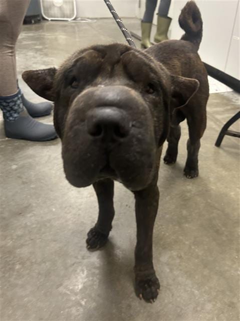 Photo of Mochi, adoptable Chinese Sharpei in Rosenberg, Texas