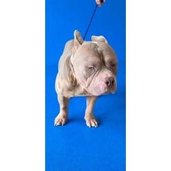 Photo of Billy, adoptable American Staffordshire Terrier in Doral, Florida