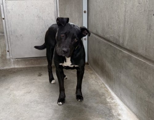 Photo of Eddie, adoptable Labrador Retriever in San Pedro, California