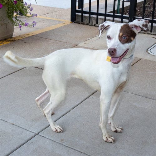 Photo of Nancy Drew, adoptable Australian Cattle Dog/Blue Heeler in St Louis, Missouri
