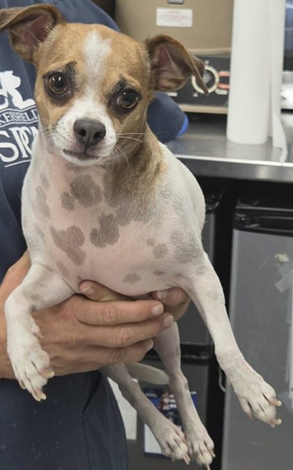 Photo of Sadie, adoptable Chihuahua, Short Coat/Mix in Bakersfield, California