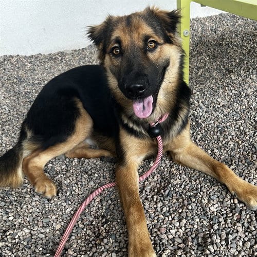 Photo of Doubloon, adoptable German Shepherd Dog in Mesa, Arizona