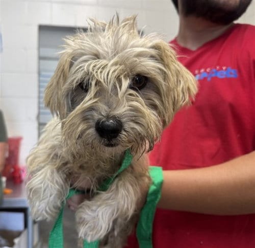 Photo of Brussel, adoptable Terrier in San Bernardino, California