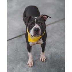 Photo of Bibby, adoptable Terrier (Unknown Type, Medium) in Doral, Florida