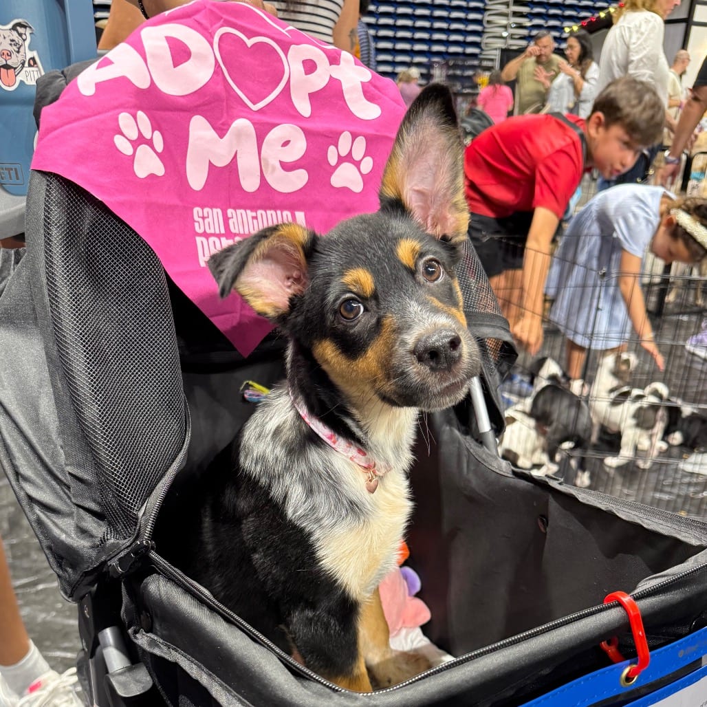 Photo of Wombat, adoptable Cattle Dog in San Antonio, Texas
