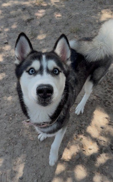Photo of Ivy, adoptable Siberian Husky in Conroe, Texas