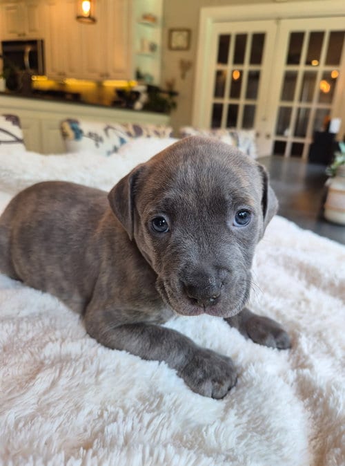Photo of Johnny Cash - Country Legend Litter, adoptable American Pit Bull Terrier in Holly Springs, North Carolina