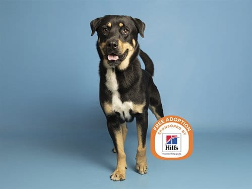 Photo of Tony Pizza, adoptable German Shepherd Dog in Phoenix, Arizona