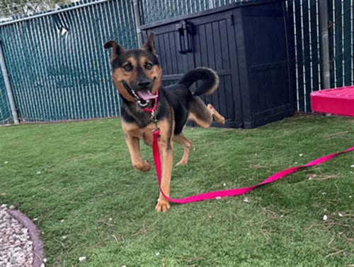 Photo of Dale, adoptable German Shepherd Dog in San Bernardino, California