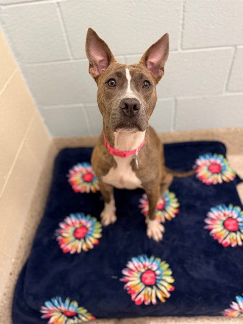 Photo of Sweetums, adoptable American Pit Bull Terrier in Brighton, Colorado