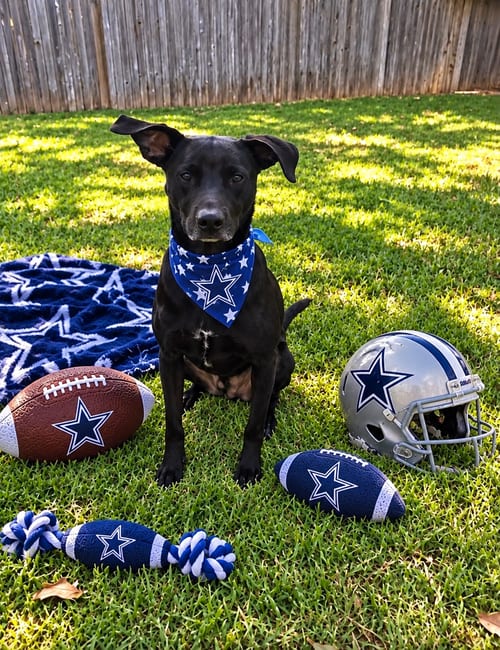 Photo of Cooper, adoptable Chihuahua in Euless, Texas