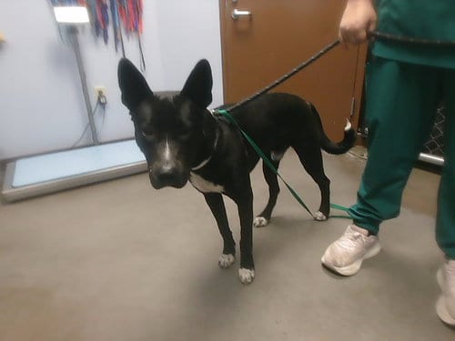 Photo of Young, adoptable Akita in Phoenix, Arizona