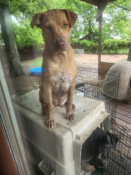 Photo of Torvi, adoptable Yellow Labrador Retriever in Gun Barrel City, Texas
