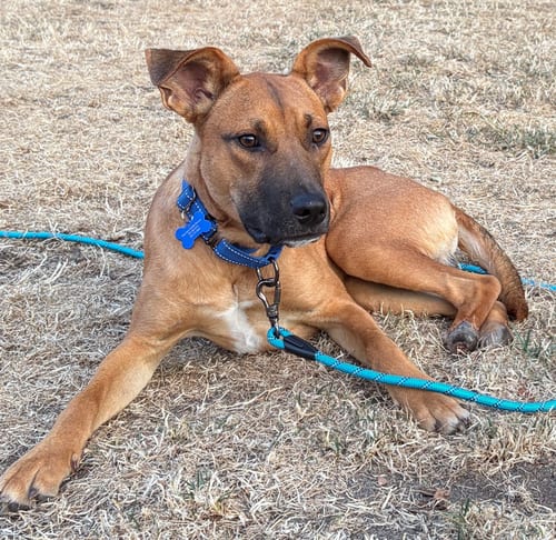 Photo of Skip, adoptable Shepherd in Seattle, Washington