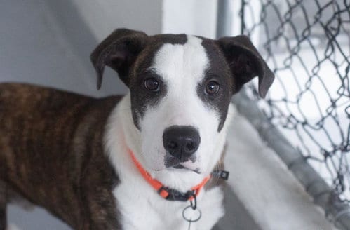 Photo of Benny, adoptable Pit Bull Terrier in Mountain Home, Arkansas