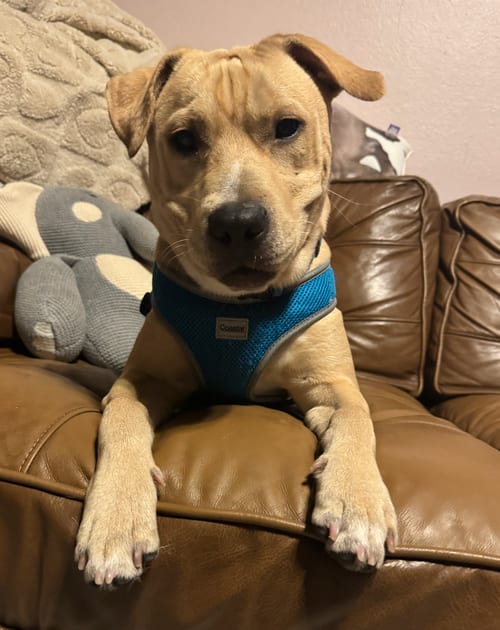 Photo of Duke, adoptable Labrador Retriever in Osteen, Florida