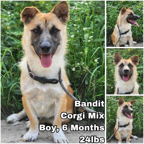 Photo of Bandit from Korea, adoptable Corgi in Federal Way, Washington