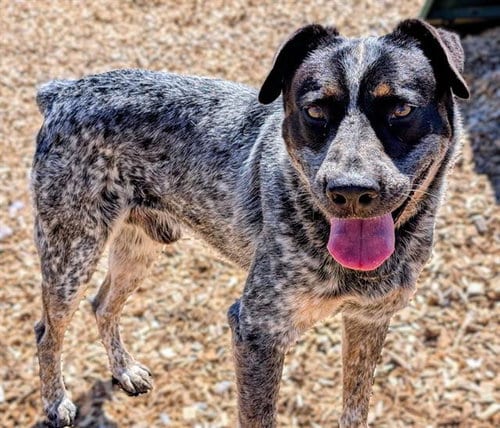 Photo of Beetle, adoptable Australian Cattle Dog/Blue Heeler in Albuquerque, New Mexico