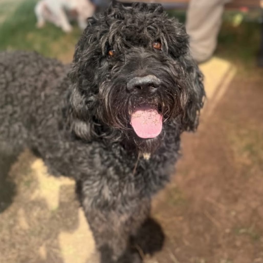 Photo of Puff, adoptable Retriever, Black Labrador / Poodle, Standard in Maryland, Maryland