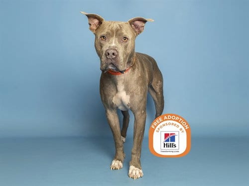 Photo of Batman, adoptable American Pit Bull Terrier in Phoenix, Arizona
