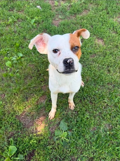 Photo of Steve, adoptable Pit Bull Terrier in Duluth, Minnesota