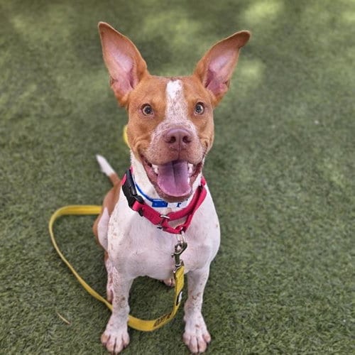 Photo of Raider, adoptable Pit Bull Terrier in Las Vegas, Nevada
